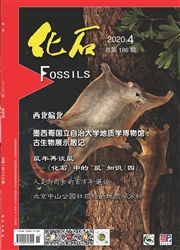 化石
